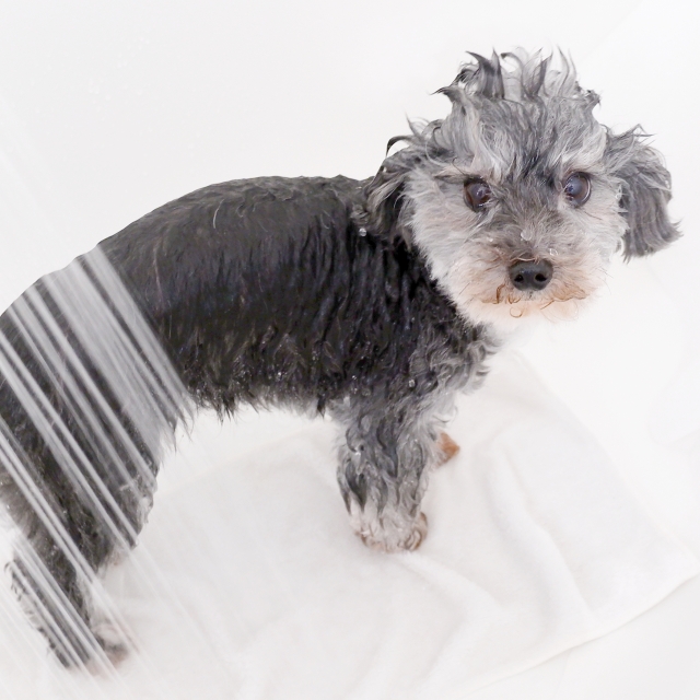 老犬の自宅シャンプーについて｜負担を掛けずに清潔に保つ方法を紹介