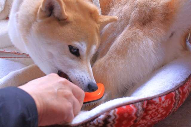 ブラシを噛む柴犬