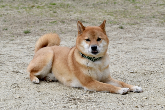 伏せの柴犬