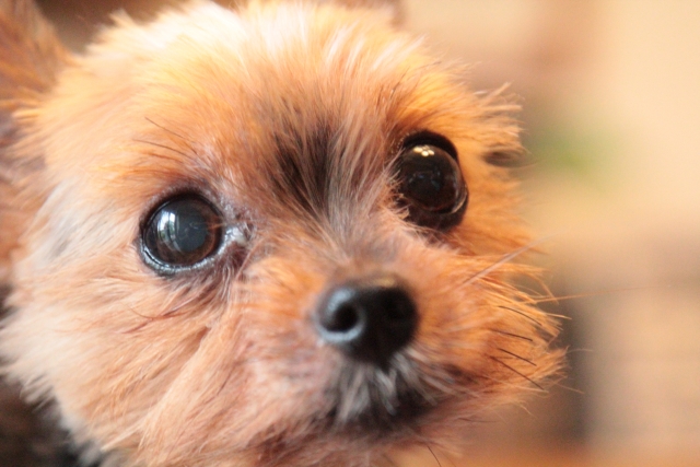 犬の涙やけをきれいにする方法｜目の周りがなぜ茶色くなるのか？