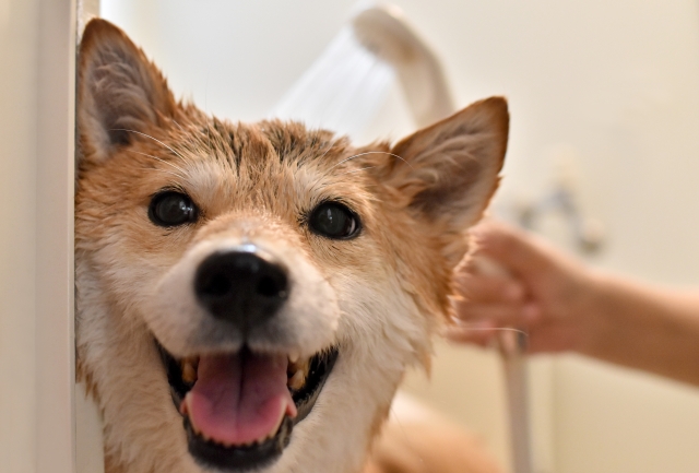 犬の予防接種後のシャンプーについて|予防接種後のシャンプーは何日空けてから行う?