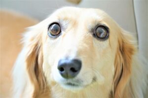 見つめるミニチュアダックス