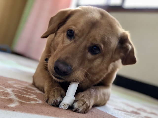 犬の正しい歯磨きのやり方｜最適な頻度や嫌がる場合の対処方法を解説
