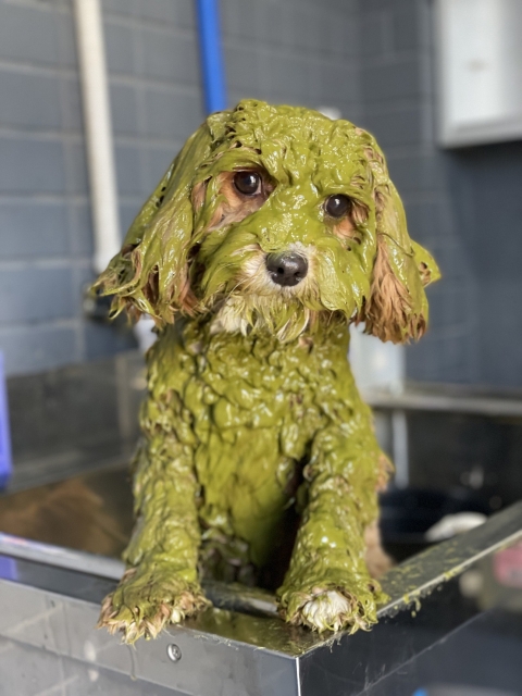 愛犬にハーブパックをしてあげよう｜毛質や皮膚のタイプごとの効果を解説