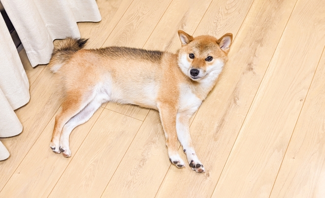 横臥の柴犬