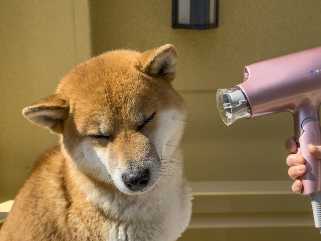 皮膚病の犬のドライヤーのかけ方|温度が熱いと悪化する?