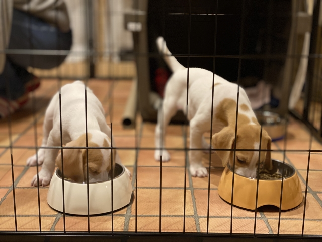 ペットホテルとペットシッター徹底比較!|あなたの犬に最適な預け先はどっち?