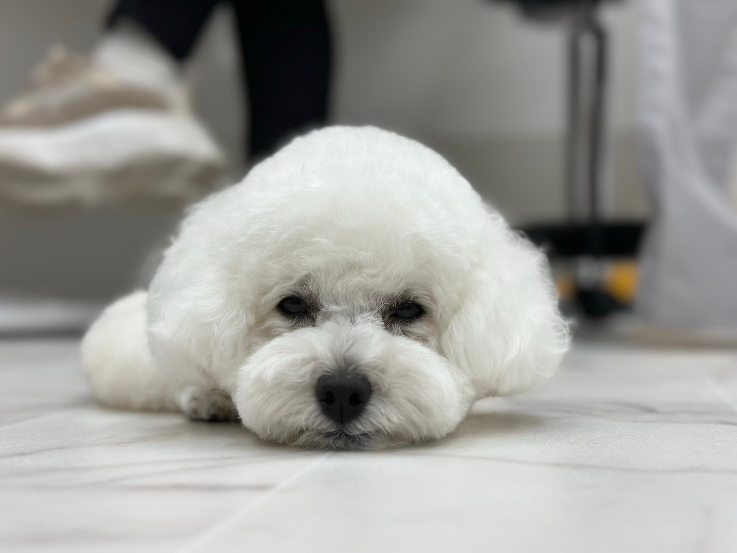 白いトイプードル