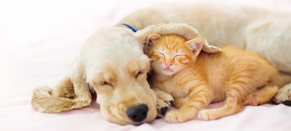 眠っている犬と猫