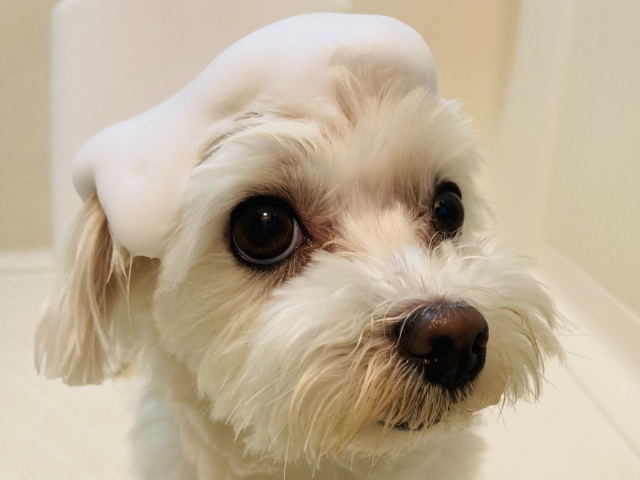 犬のシャンプー｜人間用のシャンプーは犬に使っても大丈夫？