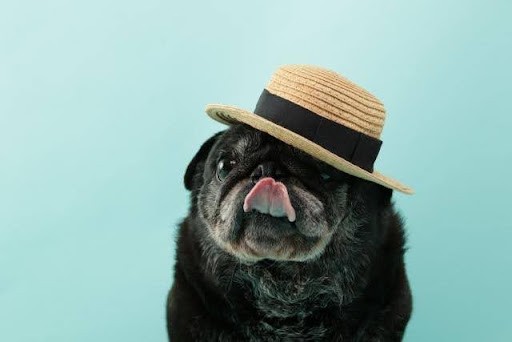 帽子を被っている黒いパグ