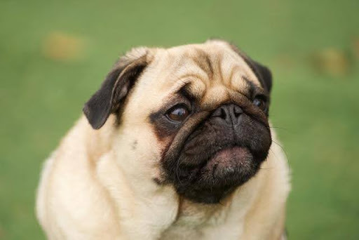 草むらにいるパグ