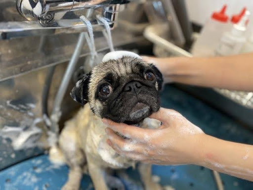 シャンプーをされているパグ