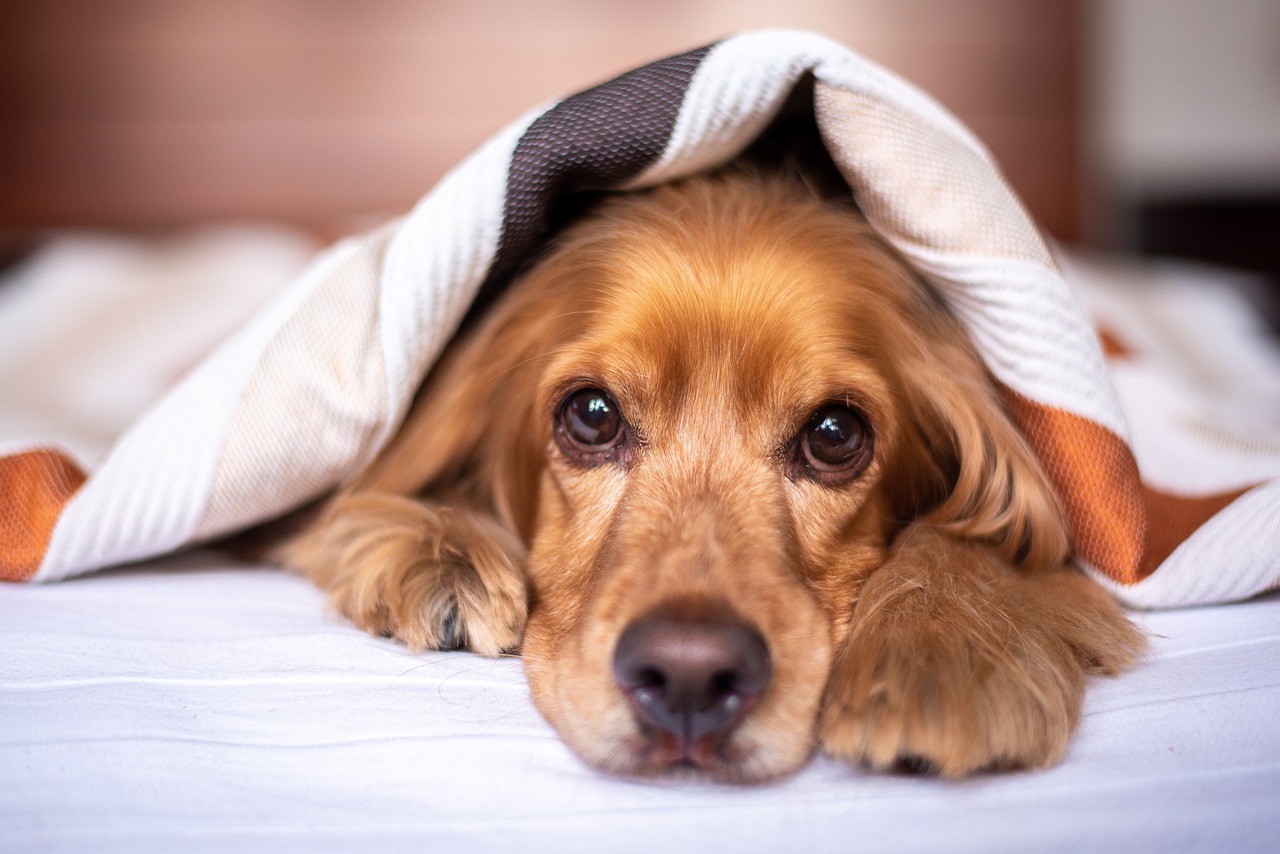 毛布に入る犬