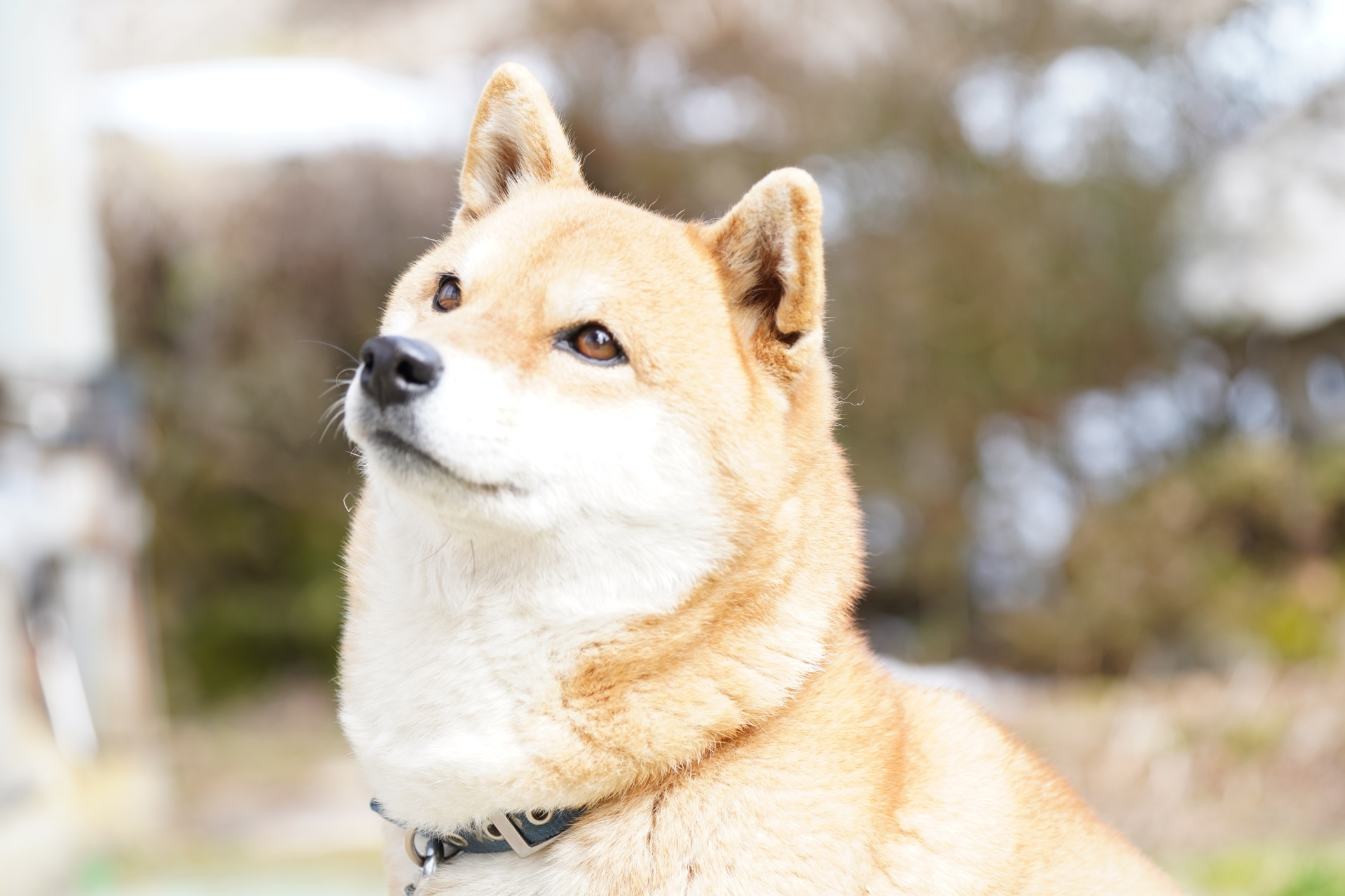 斜め上を見る柴犬